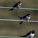 Sand Martin (top) with House Martins