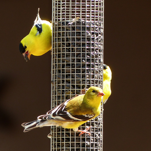 Day 2, American Goldfinches, Rondeau PP