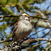 Day 7, White-throated Sparrow, Tadoussac