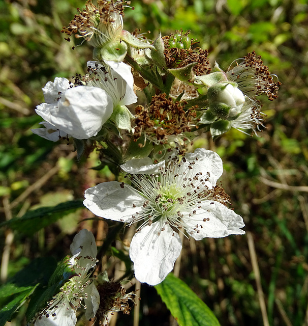 Blackberry flowers which won't come to fruition