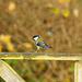 Great tit