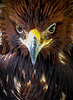 eagle portr