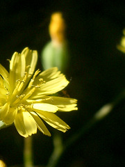 flowers - yellow