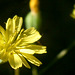 flowers - yellow