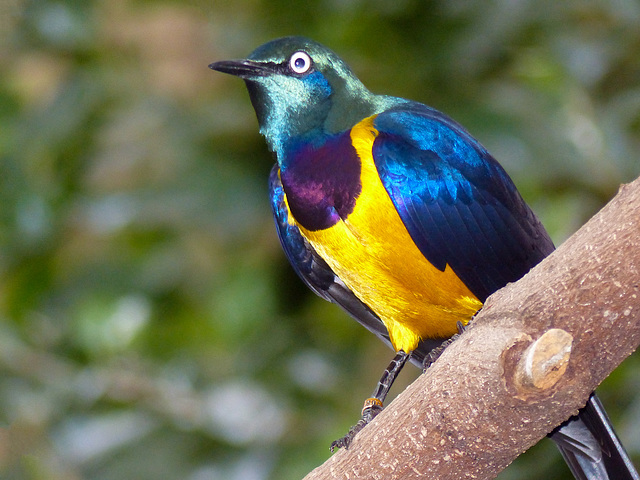 Golden-breasted Starling / Lamprotornis regius