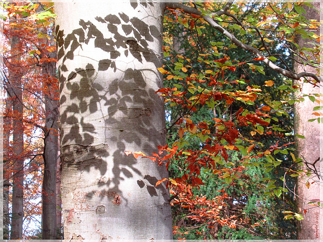 Herbstliche Schatten