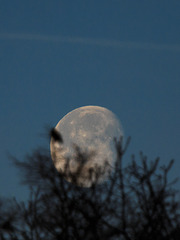 moonbird