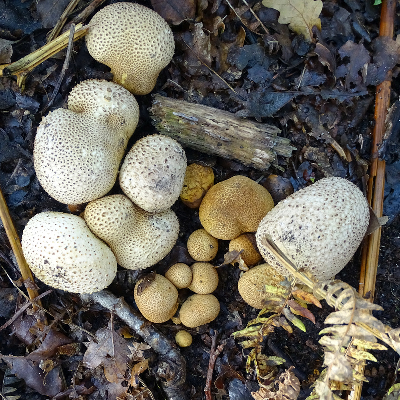 Puff balls.  Lycoperdon species I think