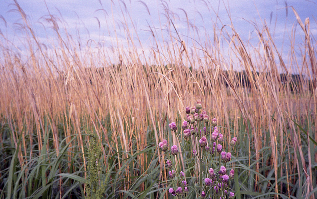 Red clover and common reed