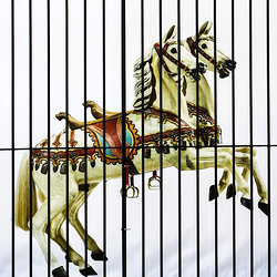 Two Horses and a Fence for Friday