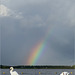 Rainbow above Swan lake...