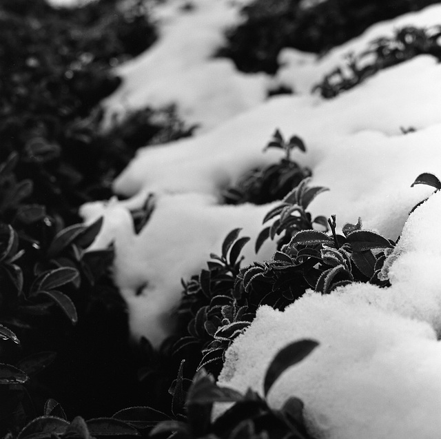 Tea plant after snow