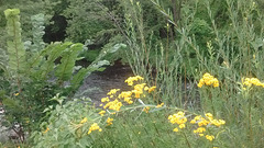 Courant fleuri / Flowery stream