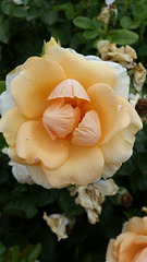 rose opening