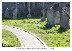 Seagull in the churchyard of Saint Leonard’s Church Seaford - 17 3 2022