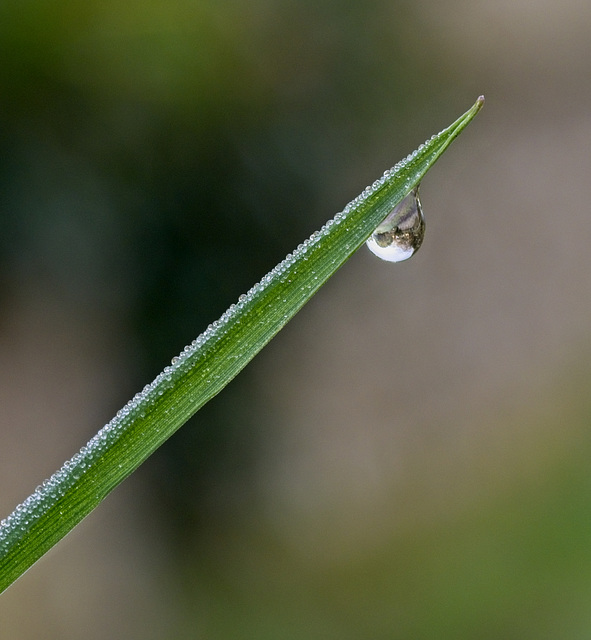 Water Droplet (+ PiP)