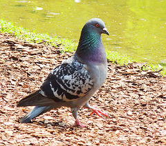 1 (137)...austria pigeon taube