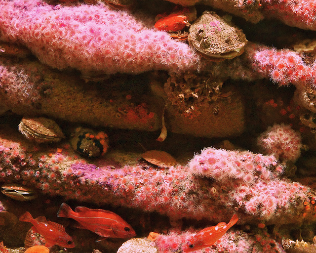 Corals – Monterey Bay Aquarium, Monterey, California