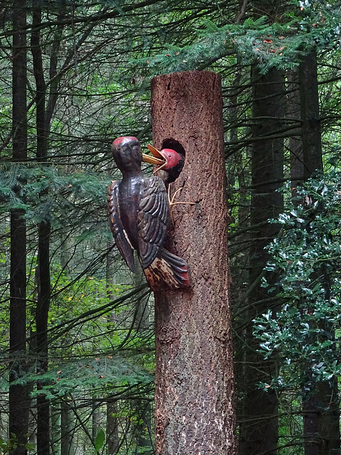 Woody woodpecker & juvenile  !