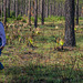 Longleaf pine savannah in the Apalachicola National Forest, Liberty County Florida with Virginia Craig