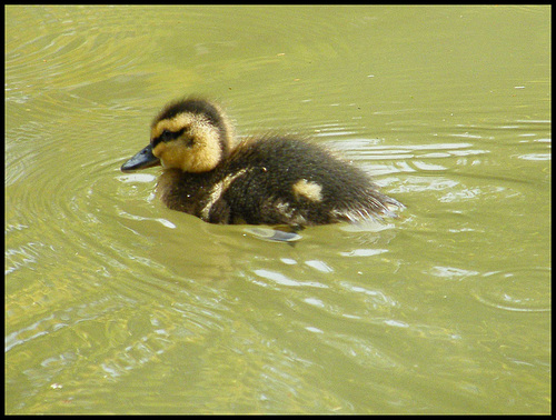 duckling on the canal