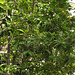 20190430-3166 Magnolia champaca (L.) Baill. ex Pierre