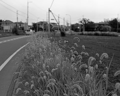 Foxtails at the road edge