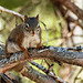 Day 7, Red Squirrel, Tadoussac
