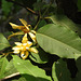 20190430-3153 Magnolia champaca (L.) Baill. ex Pierre