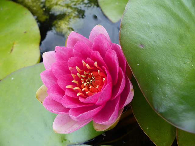 Water Lily (1) - 22 July 2015