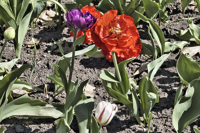 In Your Face – Canadian Tulip Festival, Dow’s Lake, Ottawa, Ontario, Canada
