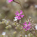 Silene colorata Poir., Caryophyllales