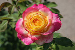 Rose aus dem Rosengarten