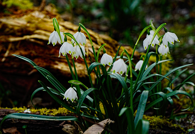 Mitbrinsel aus einem Naturschutzgebiet - A present from a nature reserve - mit PiP