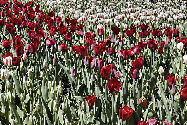 Canada's Colours – Canadian Tulip Festival, Dow’s Lake, Ottawa, Ontario, Canada