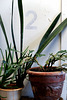 IMG 8155-001-Two Plants