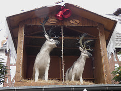 Rudesheim- Christmas Reindeer