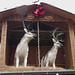 Rudesheim- Christmas Reindeer