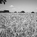Wheat field is ripe