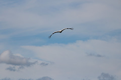 Stork flying past