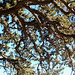 Branches Over the Noble Canyon Trail