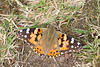 Painted lady (Vanessa/Cynthia cardui) butterfly