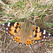 Painted lady (Vanessa/Cynthia cardui) butterfly