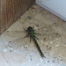 Verirrte Libelle im Treppenhaus II