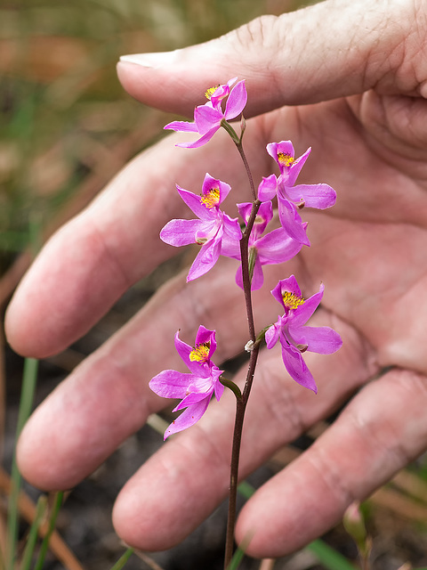 Calopogon multiflorus (Manyflowered Grass-pink orchid) with Virginia Craig