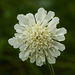Scabious growing in the wild