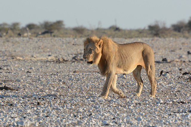 Namibia, Etosha National Park, Lion Walks Slowly to a Watering Hole