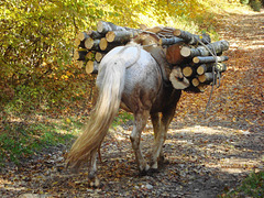 Pack-horse