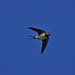 Swallow just as it caught a fly