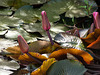 Water Lilies, Nariva Swamp afternoon, Trinidad